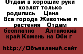 Отдам в хорошие руки козлят.только родились. › Цена ­ 20 - Все города Животные и растения » Отдам бесплатно   . Алтайский край,Камень-на-Оби г.
